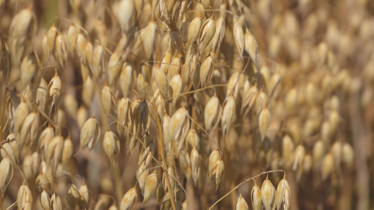 Champ d'Ã©peautre coopÃ©rative COCEBI en Bourgogne - lait vÃ©gÃ©tal bio Ã©peautre